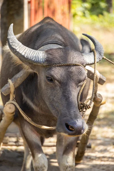 Close up shot of a tame carabao Bubalus bubalis in a rope harness, pulling a little cart in Palawan, Philippines. Domestic livestock.