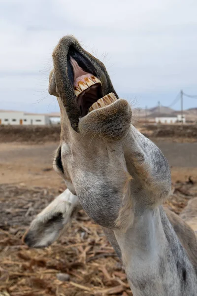 Close Headshot Portrait Mule Donkey Big Personality Fuerteventura Canary Islands — Stock Photo, Image