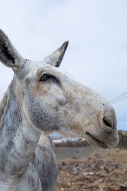 Fuerteventura, Kanarya Adaları 'nda büyük kişilikli bir eşek ya da katırın portresi komik suratlar, gülümsemeler ve suratlar yapıyor. Sevimli hayvan, gerçeküstü bir bakış açısı..