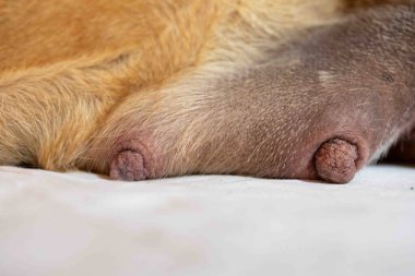 Hamile Broholmer dişi köpeğinin meme uçlarını yakından çek, hafif şişmiş. Hayvanlar aleminde annelik..