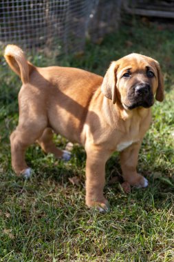 Portrait of a cute, fluffy, plump Broholmer puppy, one month old, male danish molossian or mastiff breed, standing up and looking at camera. clipart