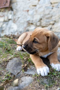 Üzgün, melankolik pippu portresi kameraya şefkatli bir ifadeyle bakıyor. Şirin, pofuduk, tombul Broholmer yavrusu, bir aylık, Danimarkalı erkek ya da mastır..