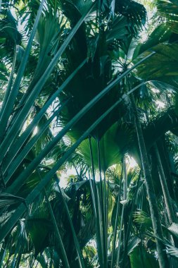 Bitkiler, palmiyeler, coco de mer, meyve ağaçları ve yemyeşil Vallee de Mai gölgesinde yemyeşil bitki örtüsü, Praslins muhteşem doğal rezervi. Orman atmosferi.