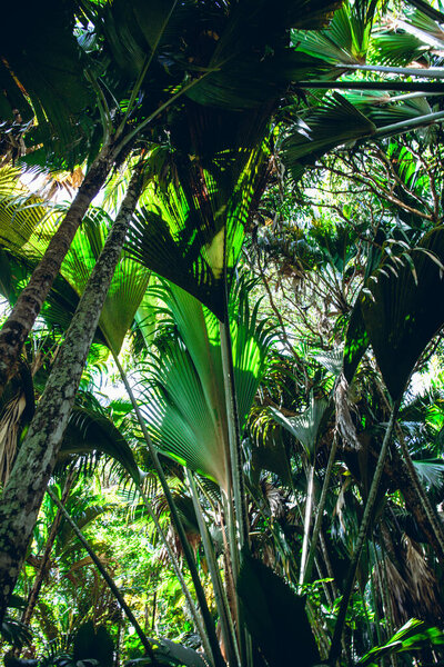 The plants, palms, coco de mer, jackfruit trees and lush vegetation in the green shade of Vallee de Mai, Praslins awesome natural reserve. Jungle atmosphere.