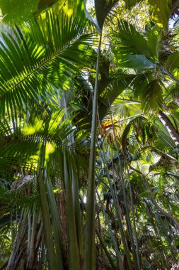Bitkiler, palmiyeler, coco de mer, meyve ağaçları ve yemyeşil Vallee de Mai gölgesinde yemyeşil bitki örtüsü, Praslins muhteşem doğal rezervi. Orman atmosferi.