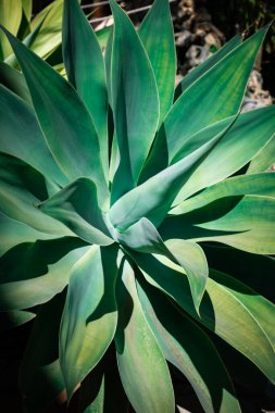 İbiza 'da bir villada Agave Azul bitkisinin kalbine yakın çekim. Sulu bitki, doğa geometrisi.