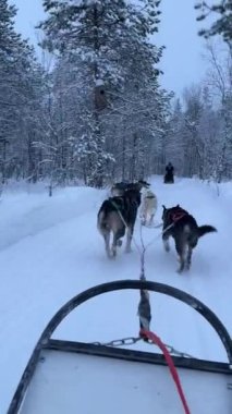 Sibirya Husky köpekleri tarafından Rovaniemi yakınlarındaki Lapland, Finlandiya 'da çekilen bir kızaktan POV. İnanılmaz bir gezinti. Dikey video.