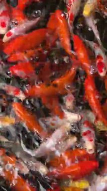 Yapay bir gölette yüzen ve yiyecek istemek için ortaya çıkan bir sürü yerli Japon sazanı. Dikey video. 