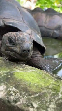 Seyşeller 'deki dev bir kaplumbağanın komik ve rahatsız edici kafasının olduğu dikey videoyu kapat. Kaplumbağa Sığınağı' ndaki dev sürüngen. Turtle kameraya baktı, üzgündü..