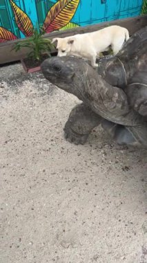 Seyşeller 'deki dev bir kaplumbağanın La Digue Adası' ndaki Sombeodyler 'in elinden bir dilim ekmek yediği dikey video.. 