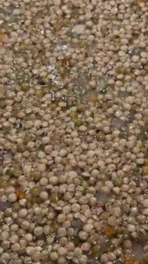 İtalyan geleneksel Noel ve şenlikli yemek: yumuşak fritto ile mercimek, tavada yavaşça fokurduyor. Gerçek ev yemekleri. Mercimek hala çiğ. Vejetaryen ya da vejetaryen. Dikey video. 