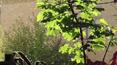 Güneşin altında küçük cüceler uçuşuyor.