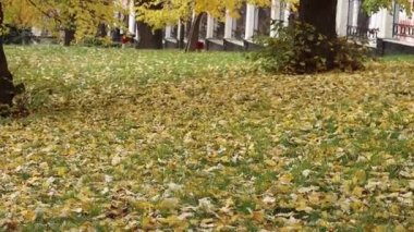 Sarı sonbahar yaprakları parktaki çimlere düşer. Ağaçların altın yaprakları yeşil çimenlere düşer.