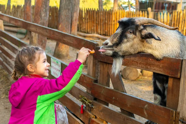 stock image A girl feeds a goat on a farm. Acquaintance of the child with animals. Farming and gardening for young children. Active recreation for children.