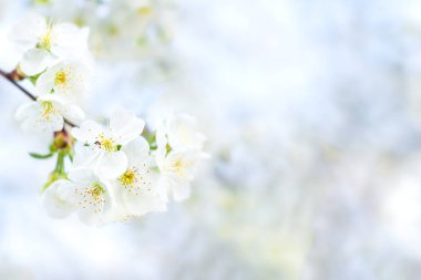 White cherry flowers. Selective focus, bokeh and blur. Copyspace.
