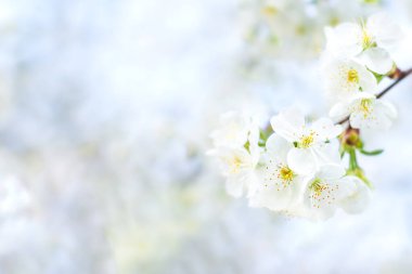 White cherry flowers. Selective focus, bokeh and blur. Copyspace.