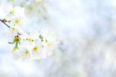 White cherry flowers. Selective focus, bokeh and blur. Copyspace.