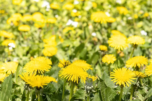 春天里 黄花绽放在草地上 — 图库照片
