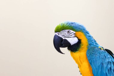 Large blue-and-yellow macaw or aruna close-up. Copyspace