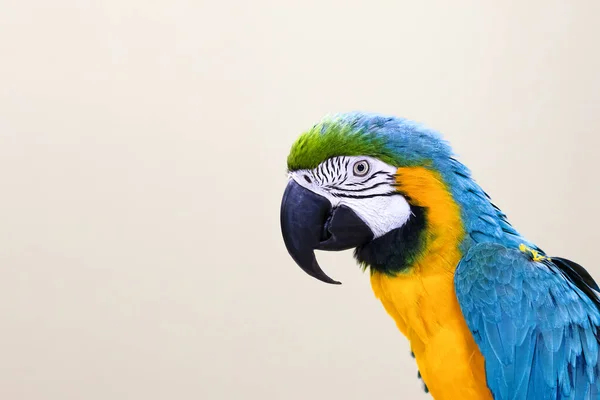 Large Blue Yellow Macaw Aruna Close Copyspace — Zdjęcie stockowe