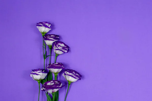 Hermosas Flores Eustoma Blanco Púrpura Plena Floración Sobre Fondo Púrpura — Foto de Stock