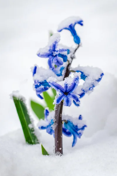 Hyazinthen Blühen Aus Nächster Nähe Schnee Frühling Leuchtende Blumen Unter — Stockfoto