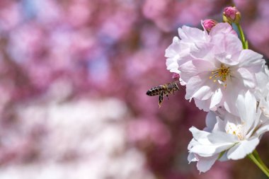 Arı sakura çiçeklerinin etrafında uçar. Anlaşıldı. Seçici odaklanma. Bahar arkaplanı