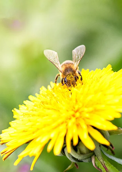 Μέλισσα Συλλέγει Γύρη Ανθισμένη Πικραλίδα Πράσινο Φόντο Αντιγραφή Χώρου Επιλεκτική — Φωτογραφία Αρχείου