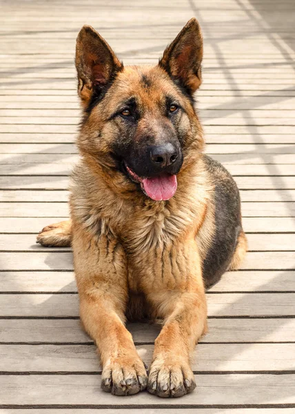 Osteuropäischer Schäferhund Liegt Auf Einem Holzweg Ein Haustier — Stockfoto