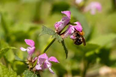 Küçük bir leylak çiçekli bal arısı. Çiçek mevsimi
