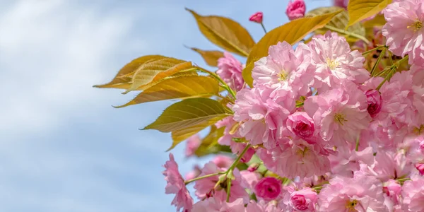 stock image Pink sakura flowers on a branch against a blue sky. Copyspace. Spring banner, branches of cherry blossoms against the blue sky in nature outdoors