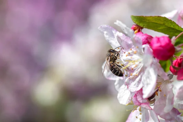 Μια Μέλισσα Συλλέγει Γύρη Από Άνθη Μήλων Καλοκαίρι Και Άνοιξη — Φωτογραφία Αρχείου