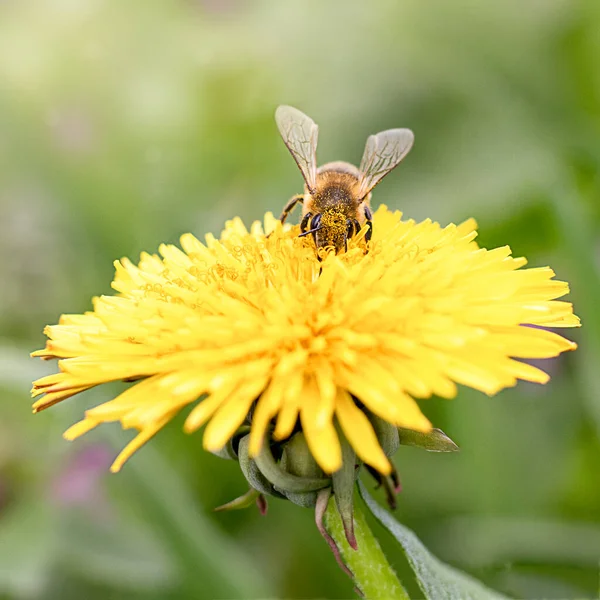 Κοντινό Πλάνο Μέλισσας Που Συλλέγει Γύρη Ανθοφόρο Πικραλίδα Πράσινο Φόντο — Φωτογραφία Αρχείου