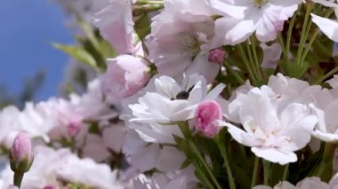 Bir bal arısı sakura çiçeklerinden polen toplar. Yaz ve bahar arkaplanları. Beyaz sakura çiçek açmış. uçan insec