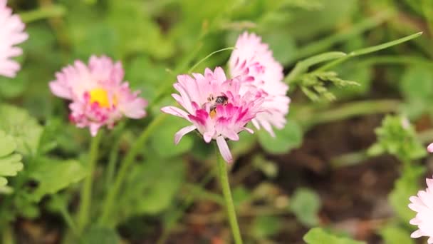 Бджола Збирає Нектар Рожевій Квітці Полі Весняне Літо Природний Фон — стокове відео