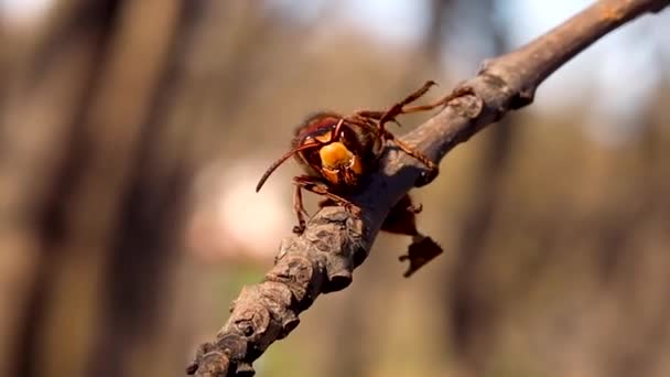 Pençesini Sallayan Bir Dala Yakın Çekim Eşekarısı — Stok video