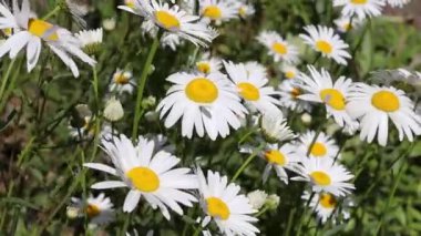 Rüzgarda sallanan büyük beyaz papatyalar. Çiçekli arka plan videosu, papatya çiçekleri.