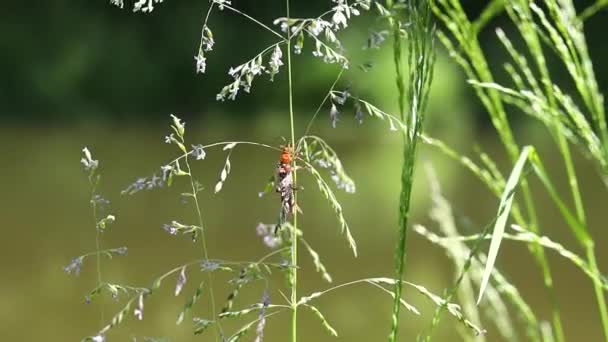 春の草原の緑の芝生に赤いカブトムシが這い出てくる — ストック動画