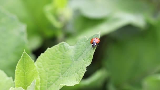 Ladybug Crawls Green Leaf Flies Away — Stock Video