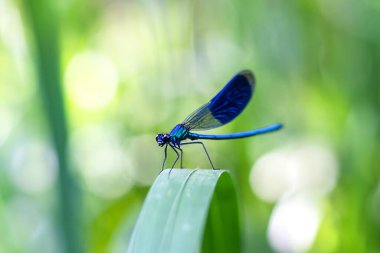 Bulanık yeşil arka planda, yaprağın üzerindeki mavi yusufçuk. En küçük resim.