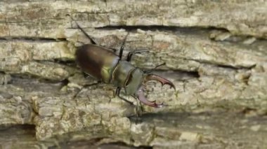 Parktaki bir ağacın kabuğunda hareket eden geyik böceği Makro yakın plan.