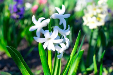 Güzel beyaz çiçek, yeşil bahçe yaprakları arasında gün ışığında yakalanır.