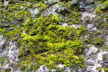 Açık hava kaya dokusuna yayılmış parlak yeşil yosunların detaylı görüntüsü