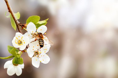 Bahar mevsiminde bir ağaç dalında beyaz çiçeklerden nektar toplayan arı.