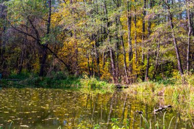 Sakin sonbahar ormanı, sakin bir göleti çevreleyen uzun ağaçlar ve altın yaprakları yansıtan.