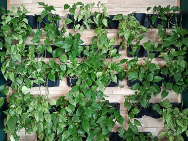 Tahta bir panele karşı dikey bahçeye yerleştirilmiş yemyeşil bitkiler.