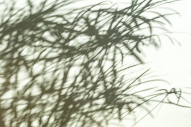 Bir bitkinin bulanık gölgesi güneş ışığından gelen beyaz bir zemin üzerine düşer..