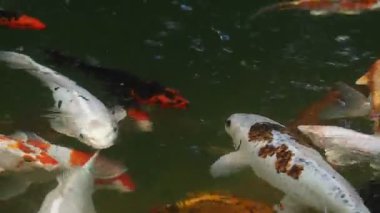 Canlı renkleri olan güzel koi balığı sakin bir gölde zarifçe yüzüyor..