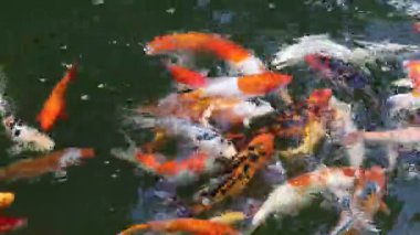 Canlı koi balıkları aydınlık suda eşsiz desenler ve renkler sergilerler.