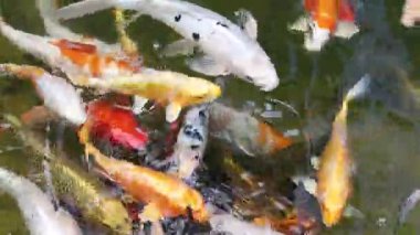 Değişik renklerde canlı koi balıkları berrak bir su birikintisinde yüzüyorlar.